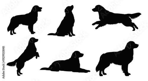 golden retriever dog silhouettes in various poses including standing sitting running and lying on white for graphic design
