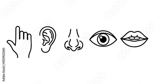 simple line art icons illustrating the five main human senses touch hearing smell sight and taste for health and education