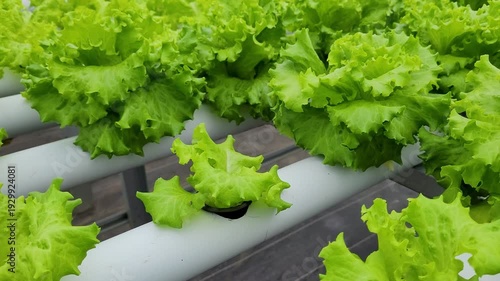 cultivating fresh lettuce,, crisphead using the hydroponic method in a greenhouse