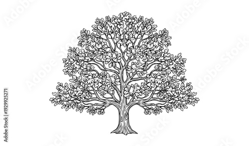 Detailed Black and White Oak Tree Vector Illustration Isolated on White Background