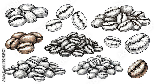 Hand-drawn Coffee Beans Illustration Collection