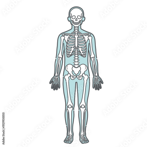 骨格が描かれた人体図・全身モデルのイラスト（正面）
