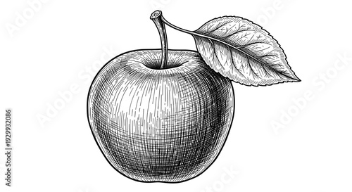 Detailed hand drawn vintage illustration of a single ripe red apple with a textured leaf and stem rendered in a classic