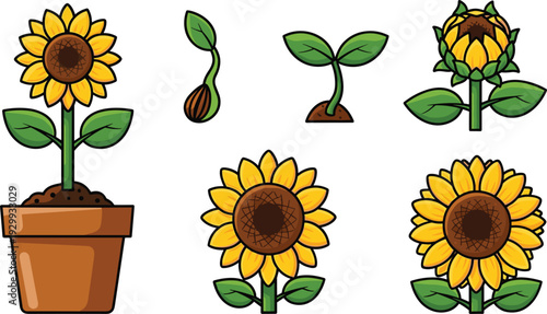 Sunflower Life Cycle and Growth Vector Illustration Set with Potted Sunflower Blooming Flower Head Seed Sprout and Botanical Garden Icons