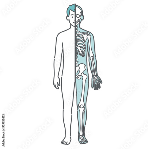 表面と骨格の対比がわかる男性の人体図・全身モデルのイラスト（半身骨格・正面）