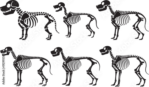Set of Dog Skeleton Anatomy – Canine Bone Structure Black and White Silhouette Vector Illustration