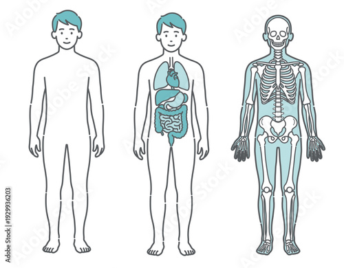 表面・内臓・骨格がわかる男性の人体図・全身モデルのイラストセット（正面）