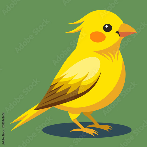 Canari domestique (Serinus Canaria Domestica) - 19ème siècle