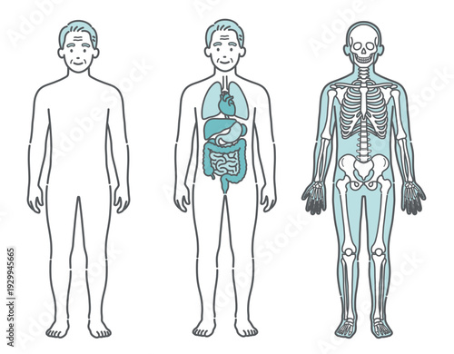 表面・内臓・骨格がわかるシニア男性の人体図・全身モデルのイラストセット（正面）