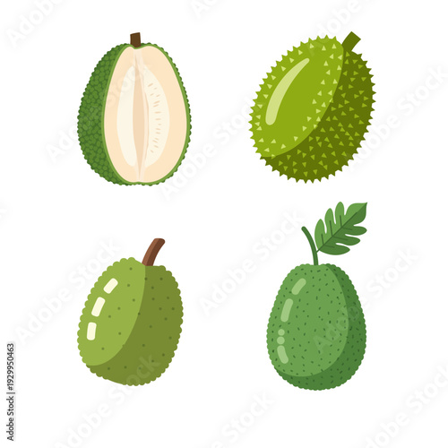 Flat Breadfruit Vector Illustration Isolated on White Background
