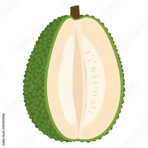 Flat Breadfruit Vector Illustration Isolated on White Background