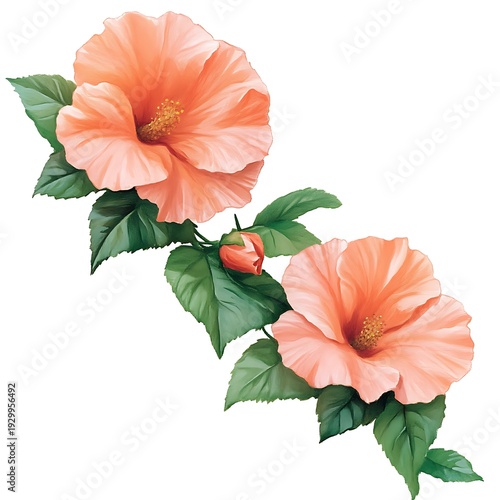 Two peach-colored hibiscus flowers with green leaves and a bud on a branch