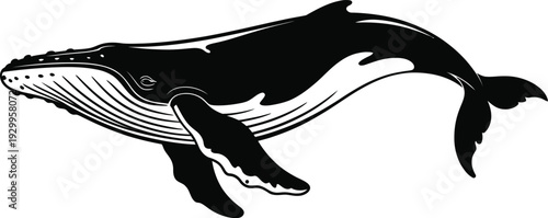 Humpback whale silhouette illustration for marine life design projects and ocean themed decorations