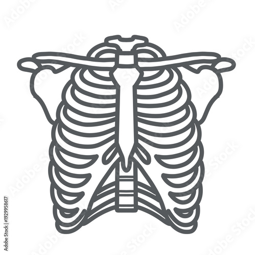肋骨・胸郭（あばら骨）の骨格イラスト（正面・線画）