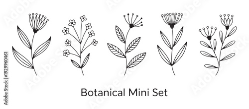 Canvastavla Five elegant botanical line drawings, flowers and leaves, perfect for subtle des