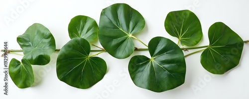 Fiddle leaf fig plant branch with vibrant green leaves. Natural botanical foliage detail isolated on clean white background. Organic plant elements for decor.