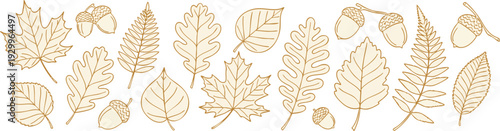 Hand Drawn Leaves and Acorns Vintage Line Art Vector Illustration