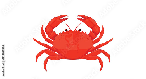 A bright red crab with sharp pincers and a textured shell is depicted in a front facing view on a solid white background.