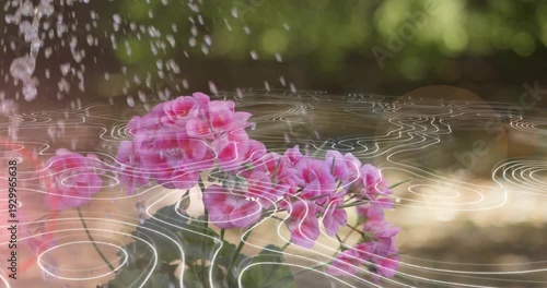 Pink blooms getting splashed by top-left water stream, ripple overlay animating to show hydration