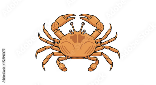 A detailed illustration of a brown edible crab with its claws raised and legs spread out symmetrically against a plain white background.