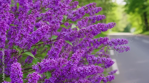 Wallpaper Mural Close-up of vibrant purple flowers in full bloom with a blurred road and greenery backdrop Torontodigital.ca