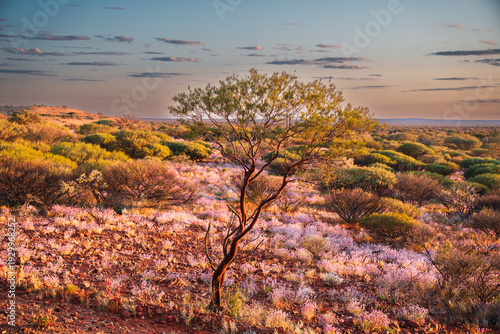 Outback desert landscape with flowering purple wildflowers at sunrise