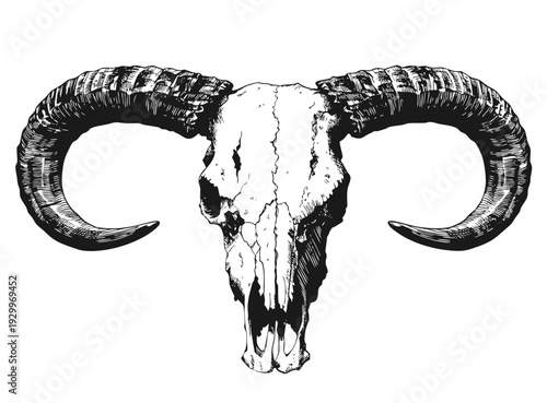 Front-facing skull with curved horns in black and white illustration