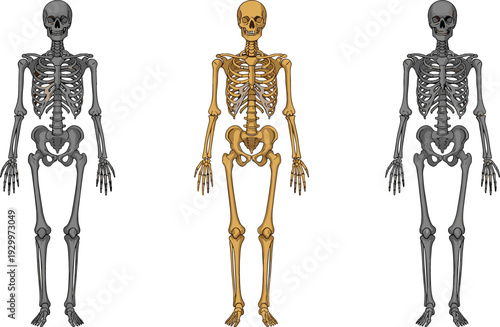 Detailed vector set of human skeletons in front view featuring anatomical, aged, and charred bone variations for science
