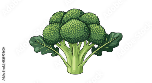 A single head of green broccoli with thick stems and two large leaves is centered on a solid white background.