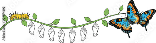 Butterfly life cycle metamorphosis vector illustration with caterpillar chrysalis and beautiful blue butterfly on green vine growth concept