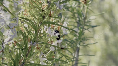 Abejorro buscando y polinizando