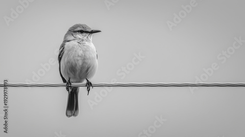 Lone Bird on Power Line