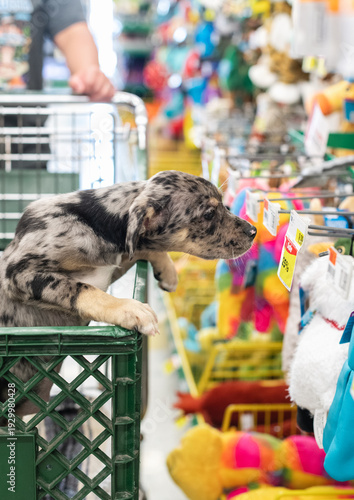A newly adopted puppy from the humane society going shopping for new toys and treats.