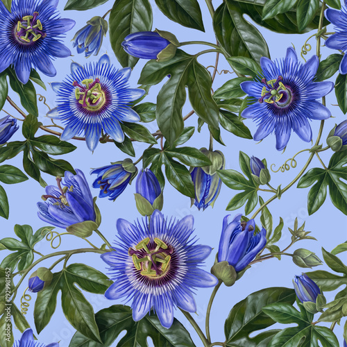 Seamless vector pattern with blue passiflora flowers isolated on a changeable background. Vintage painting style illustration.