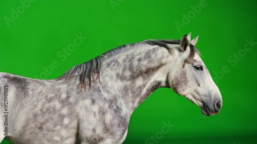 Majestic white horse with gray spots against green background