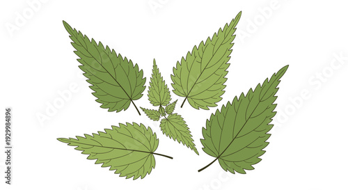 Cluster of green stinging nettle leaves with serrated edges and detailed vein patterns arranged in a central group on a plain white background.