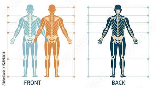 Human skeletal system illustration showing front and back views with labels for anatomical reference, in blue and orange.