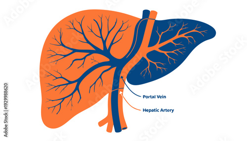 Stylized illustration of the human liver showing arteries and veins in orange and blue, representing circulation and vital organs.