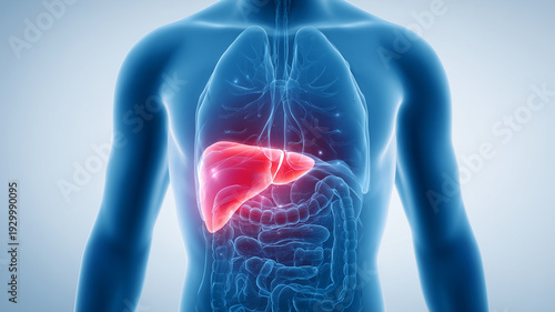 人間の肝臓の3Dイラスト｜肝機能の低下、炎症を表現