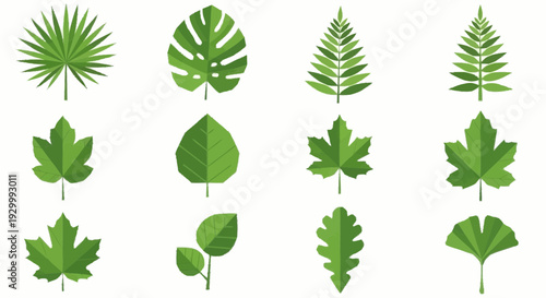 Collection of various green leaves and foliage illustrations displayed together