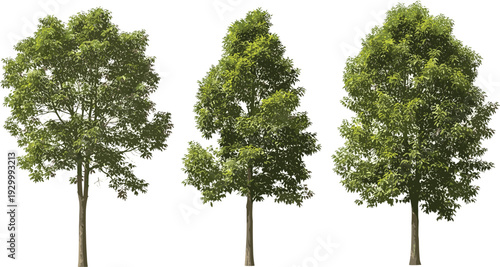 Three tall trees with green leaves standing in a row, viewed from the front