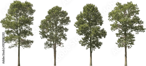 Four tall trees standing in a straight line, their foliage lush and green, against a transparent background, viewed from the front.