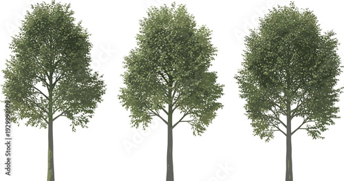 Three green trees with lush foliage stand side by side in a row
