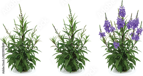 Three potted larkspur plants with varying bloom stages displayed together in a garden setting from a front viewpoint