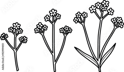 Illustration of three wildflower stems with varying heights and bloom clusters in a simple line art style from a straightforward front viewpoint