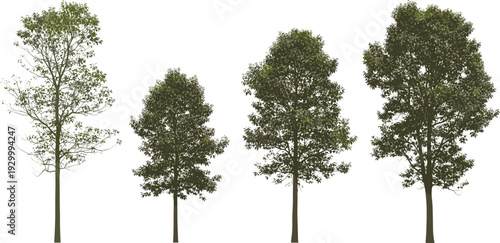 Sequence of trees with varying foliage density from sparse to dense viewed from the side