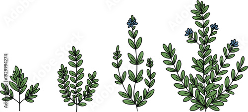 A series of illustrations showcasing the growth stages of a flowering plant from sprout to bloom with blue flowers