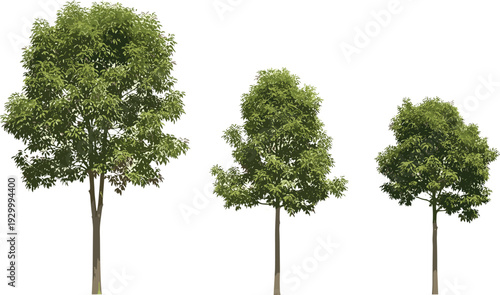 Three trees with green foliage standing in a row against a neutral background from a frontal viewpoint