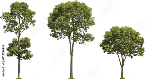 Three tall trees with green leaves standing in a row viewed from the front