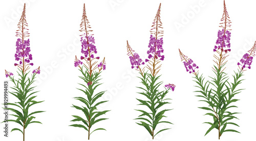Four fireweed plants with purple flowers and green leaves standing together in a row from a direct viewpoint